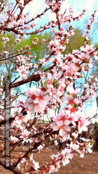 櫻桃花