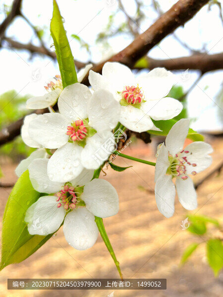 梨花