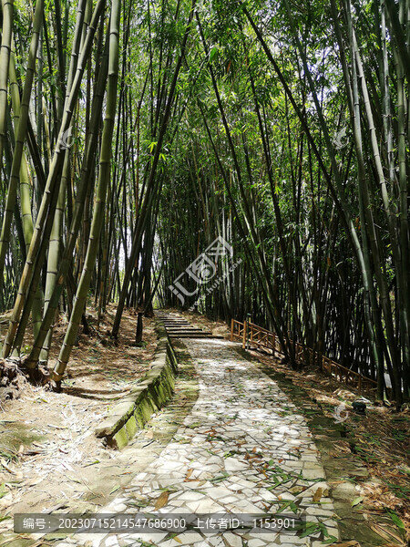 竹林小徑