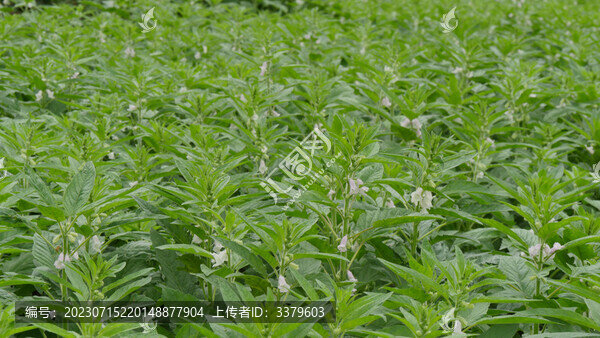 芝麻開花