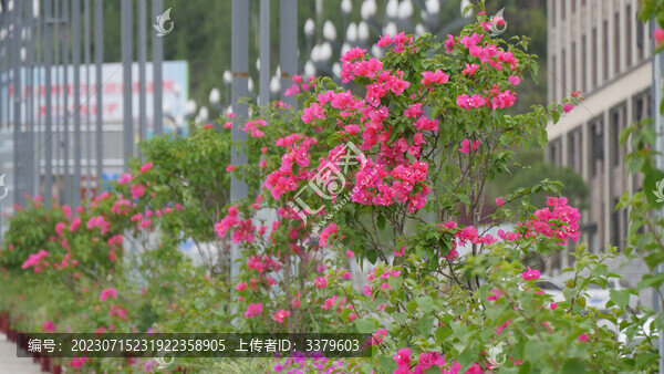 葉子花