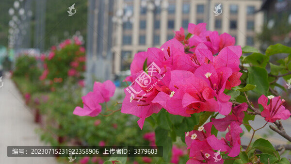 葉子花