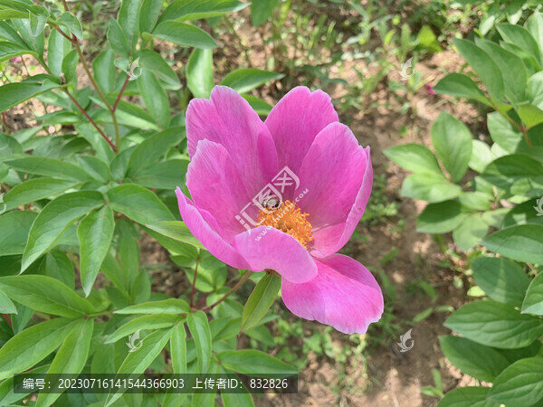 東北芍藥花