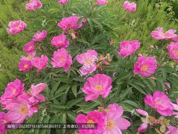 湖景別墅芍藥花