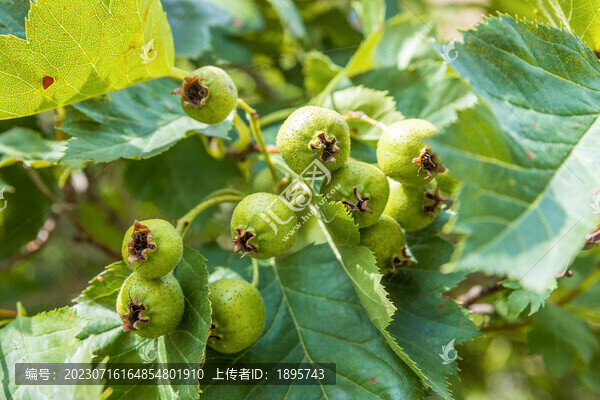 樹上的山楂果