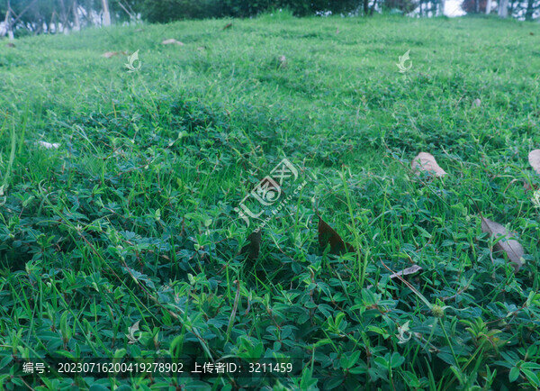 草地