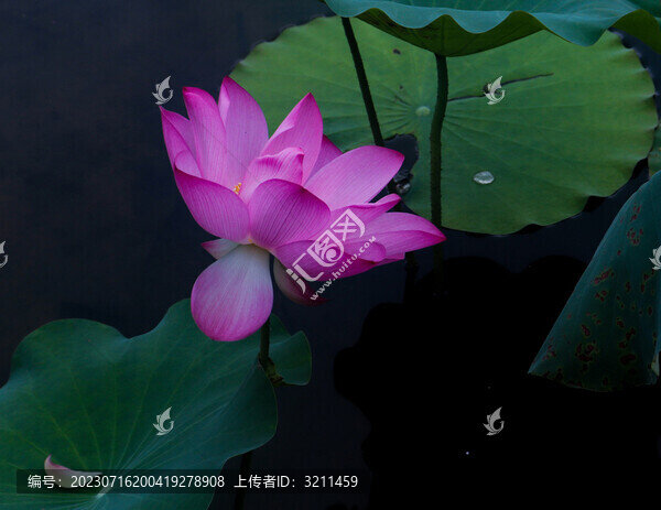 荷花