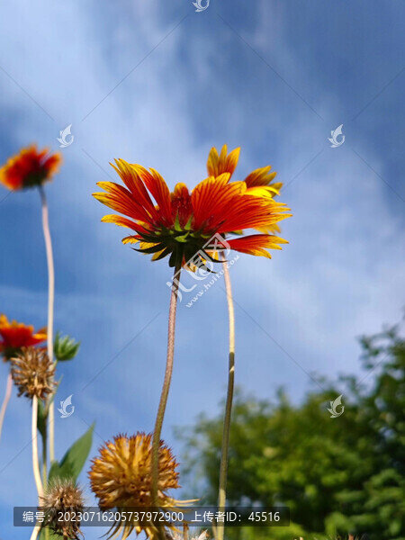 雛菊