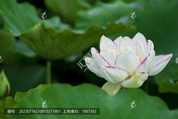 禪意荷花