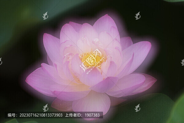 禪意荷花