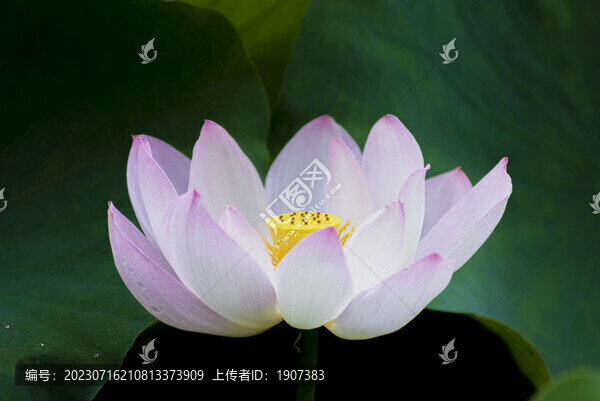 荷花攝影圖