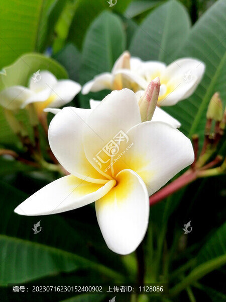 雞蛋花