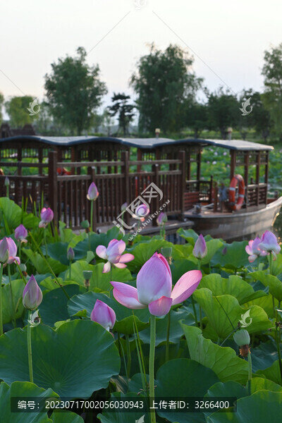 荷花