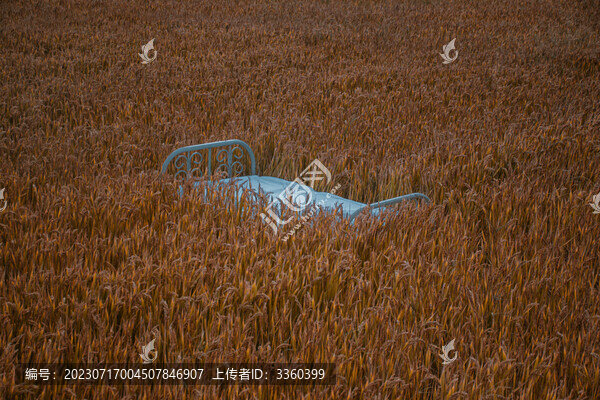 稻田中的床