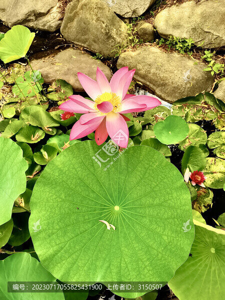 荷花