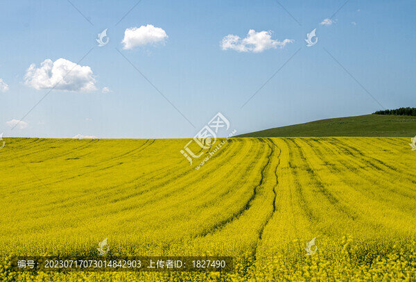 油菜花