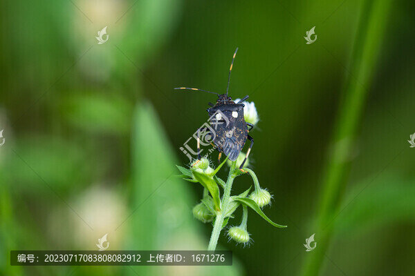 蝽