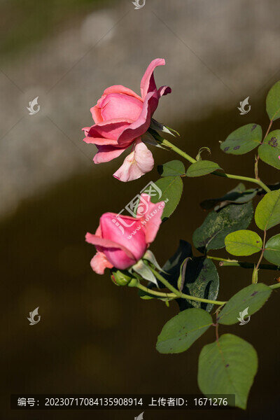月季花