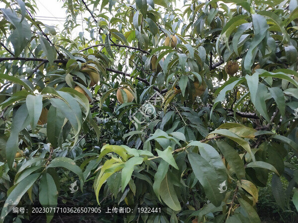 樹上的黃桃