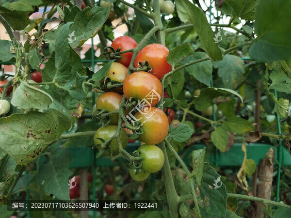 西紅柿