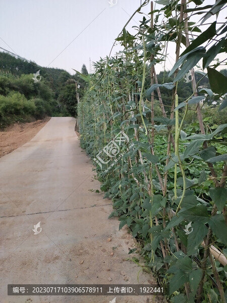 長(zhǎng)豆角種植