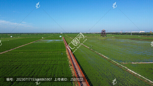 航拍夏季翠綠的稻田