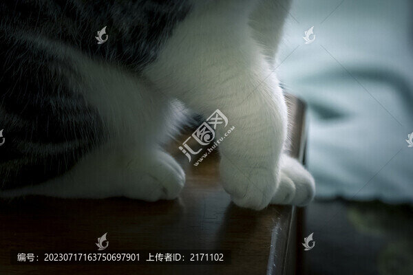 美短貓