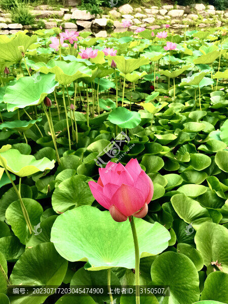 荷花
