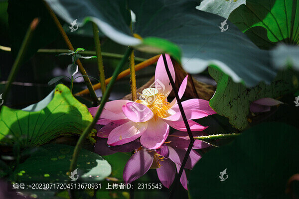 夏日荷花
