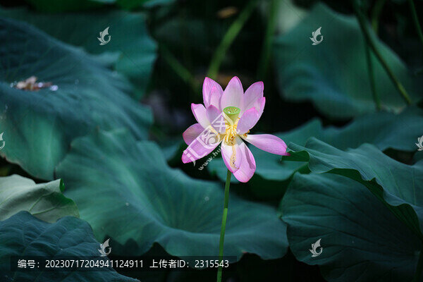 夏日荷花