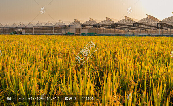 稻田