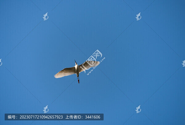 飛鳥