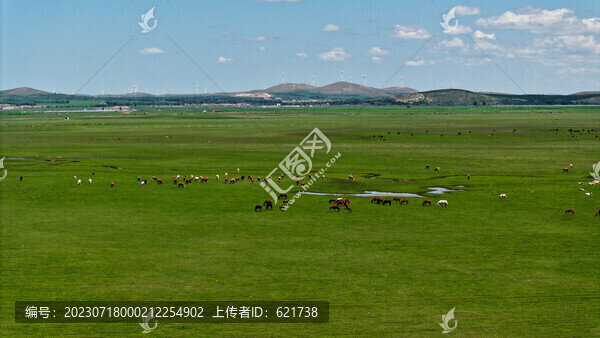 張家口壩上夏日風(fēng)光