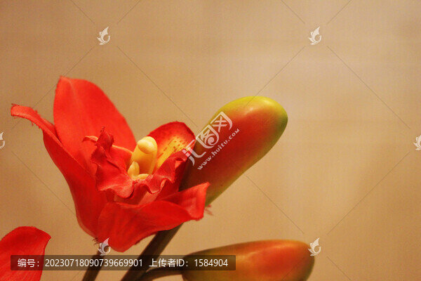 盆栽