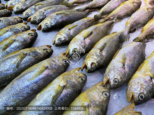 黃花魚