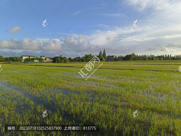 稻田夏日景色