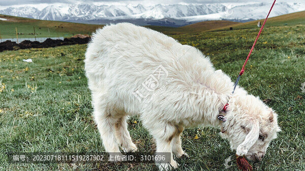雪山草原牧羊