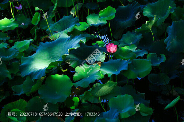 荷花