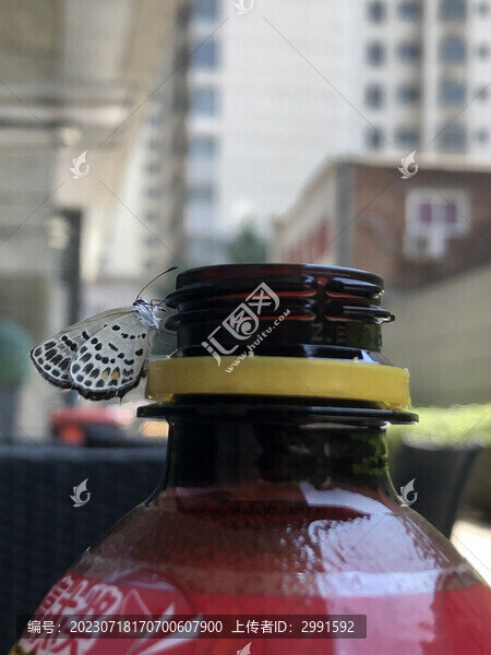招蜂引蝶