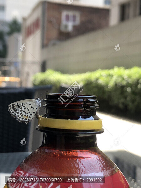 招蜂引蝶