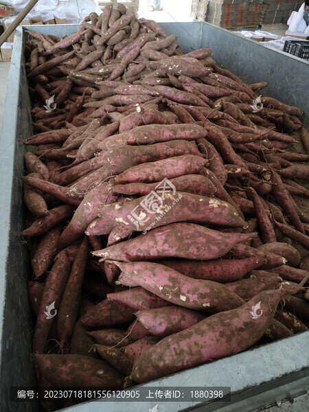 板栗紅薯