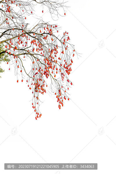 紅柿