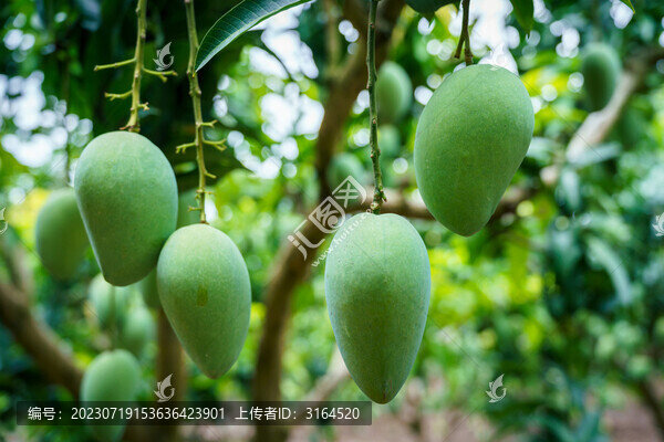 果園里的百色臺農(nóng)芒