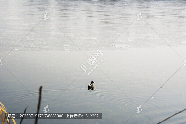 冰湖中一只湖鴨