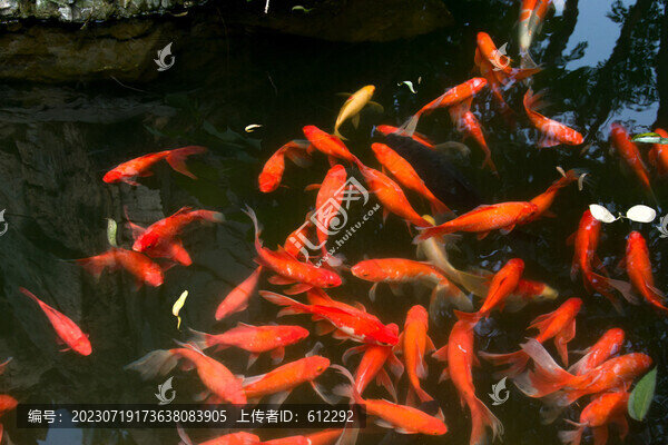 紅鯉魚