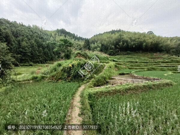 田野秧苗