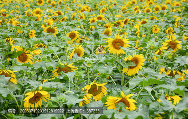 盛開(kāi)的向日葵花海