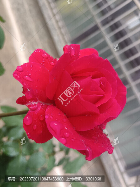 雨后玫瑰