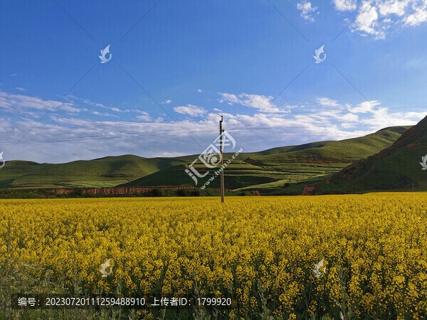 油菜花