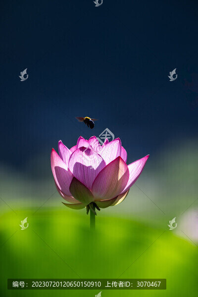 荷花